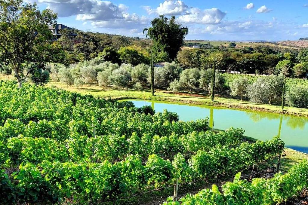 Feira de Brasília mostra o syrah brasileiro ganhador do "Oscar"