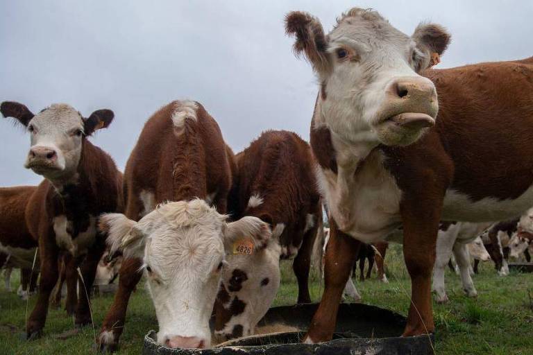 O golpe milionário da 'vaca virtual' que está abalando o Uruguai, um dos maiores produtores de gado do mundo