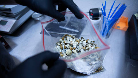 A laboratory technician displays mushrooms that contain psilocybin, a hallucinogenic substance, at Rose City Laboratories in Portland, Oregon, US, on Thursday, July 13, 2023. MUST CREDIT: Moriah Ratner/Bloomberg