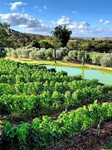 Vinhedos da Vinícola Triacca, uma das dez sócias da Vinícola Brasília, com oliveiras ao fundo (a próxima novidade)