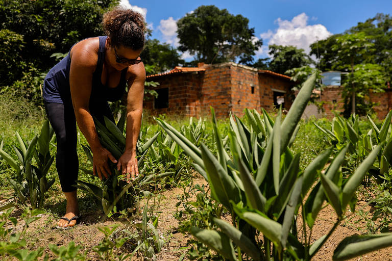 Agricultoras do Recôncavo Baiano resgatam cultivo da araruta para enfrentar a crise climática