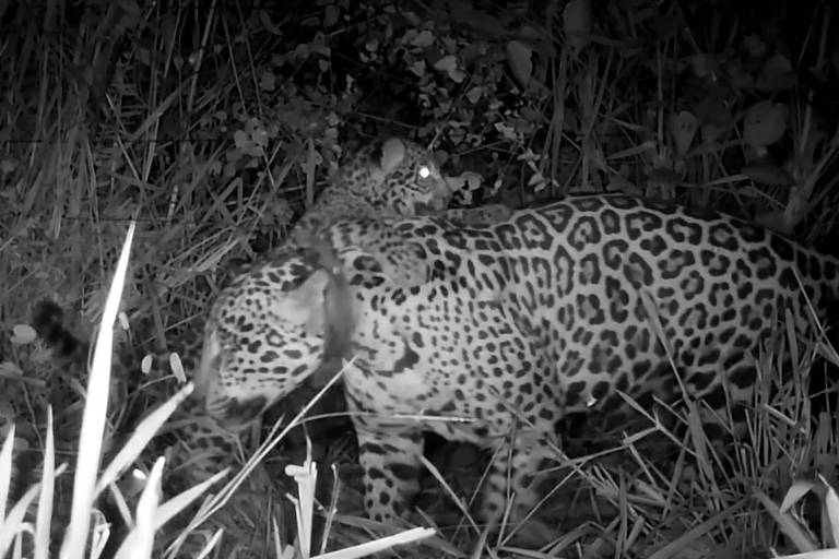 Onça-pintada resgatada de incêndio no pantanal dá à luz filhote após recuperação; veja vídeo