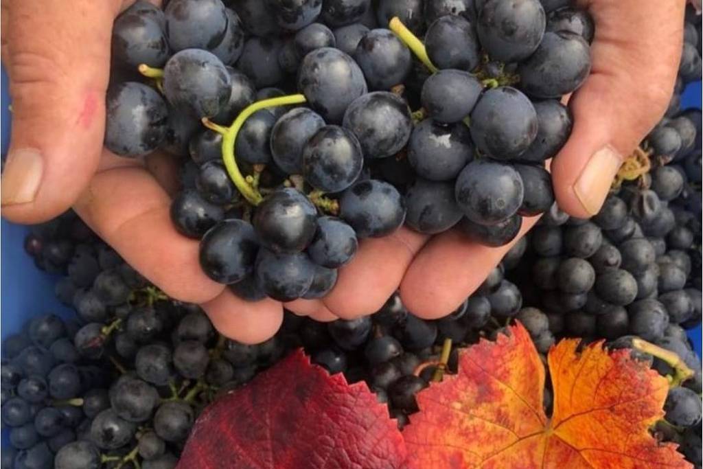 Montepulciano, a uva italiana que conquista os brasileiros