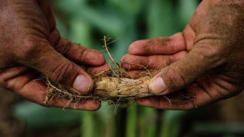 ELÍSIO MEDRADO, BA, BRASIL 14/03/2025 - Detalhe das mãos da agricultora Florisdete Santos, 51, segurando a planta araruta em seu terreno, na região de Elísio Medrado, município do estado da Bahia. A araruta é uma planta da qual se extrai um polvilho finíssimo e extremamente branco, utilizado no preparo de mingaus, biscoitos e bolos.(Foto: Rafaela Araújo/Folhapress, AMBIENTE) *** EXCLUSIVO FOLHA***