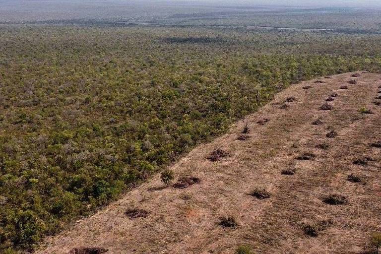 Desmatamento na região do Cerrado em 2024