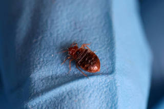 FILE PHOTO: Paris freaks out over bedbugs ahead of Olympic Games