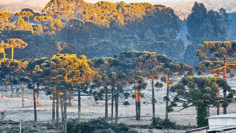 A imagem mostra uma paisagem com várias árvores de araucária, caracterizadas por suas copas em formato de guarda-chuva. As árvores estão dispostas em um campo aberto, com algumas áreas iluminadas pela luz do sol, criando um contraste entre as sombras e a luz. Ao fundo, há uma colina coberta por mais árvores, e o céu apresenta um tom claro, indicando o início do dia.