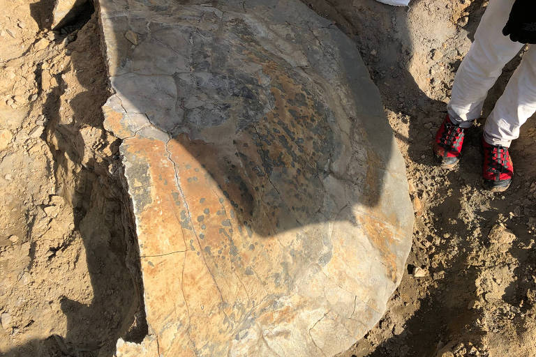 Fóssil de tartaruga gigante é encontrado em leito de rio na Amazônia