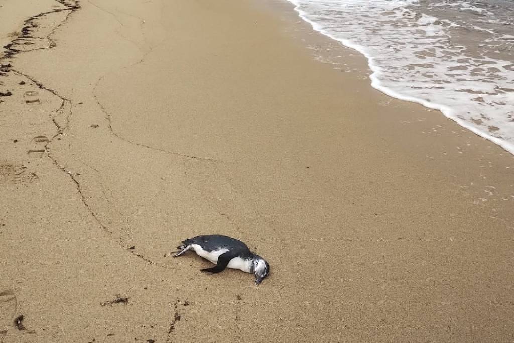 In 3 Days, 43 Magellanic Penguins Found Dead on Northern Coast of São Paulo