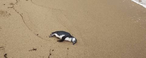 Pinguim-de-Magalhães encontrado morto no litoral norte paulista 