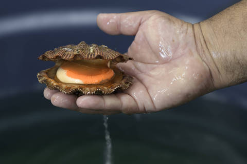 Laboratório do IED-BIG, em Angra dos Reis, produz sementes de vieiras. Município tenta retomar atividade após mortandade na baía da Ilha Grande.