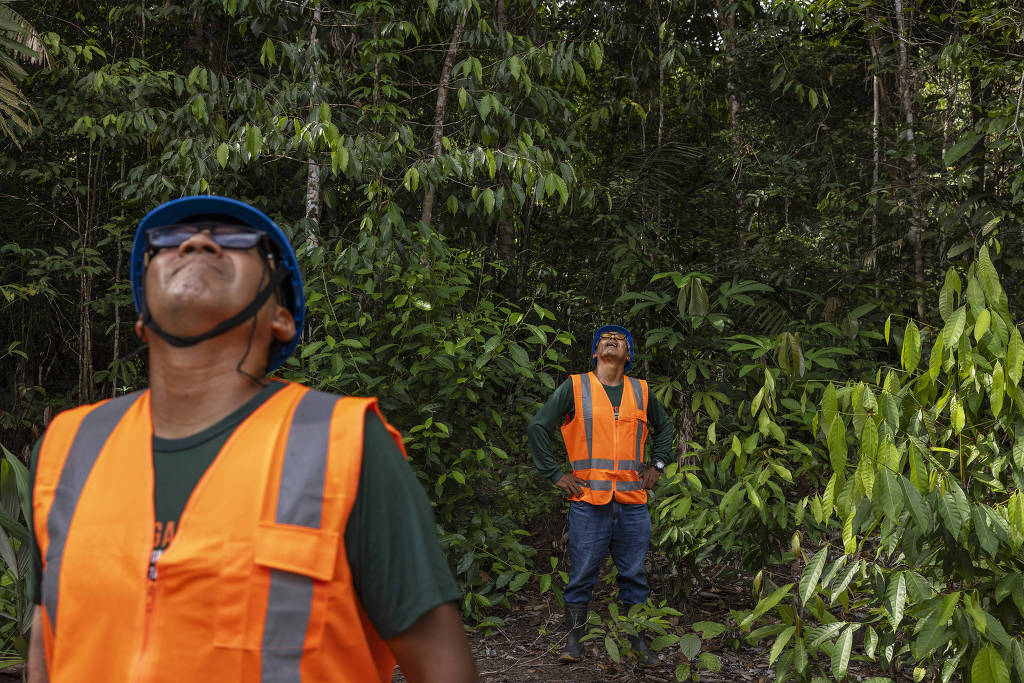 A imagem mostra dois trabalhadores em uma área de floresta densa. Ambos estão usando coletes laranja e capacetes de segurança. O trabalhador à frente está olhando para cima, enquanto o outro está em pé ao fundo, também olhando para cima. A vegetação ao redor é verde e abundante, com árvores e plantas típicas de uma floresta tropical.