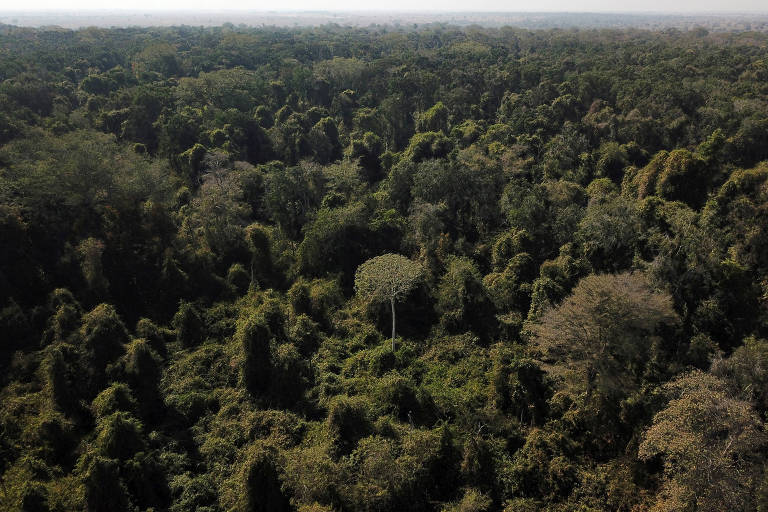 China sinaliza que vai investir em fundo de florestas proposto pelo Brasil, diz agência