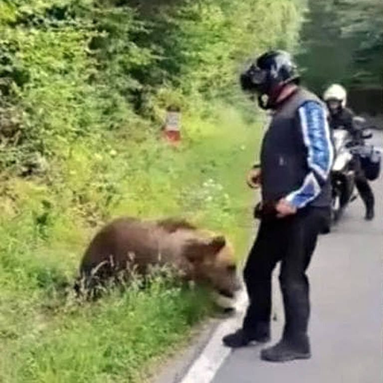 Um homem usando um capacete e uma jaqueta escura está próximo a um urso que está sentado ao lado da estrada. O homem parece estar se aproximando do urso, enquanto duas motos estão estacionadas ao fundo, em uma área arborizada. A cena é em um ambiente natural, com vegetação ao redor.