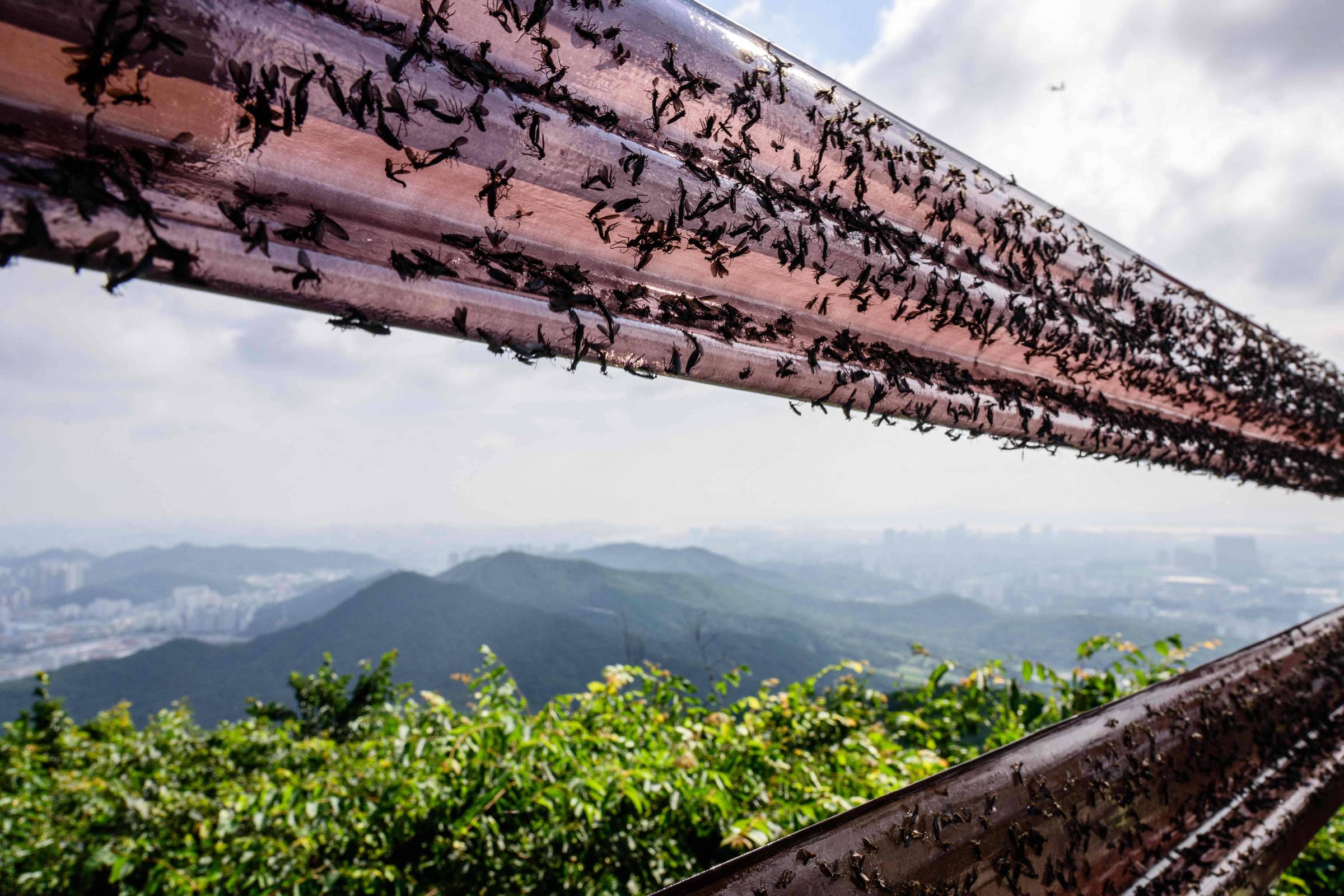 Invasão de insetos em Seul cria briga entre governo e população sobre uso de pesticidas; veja fotos