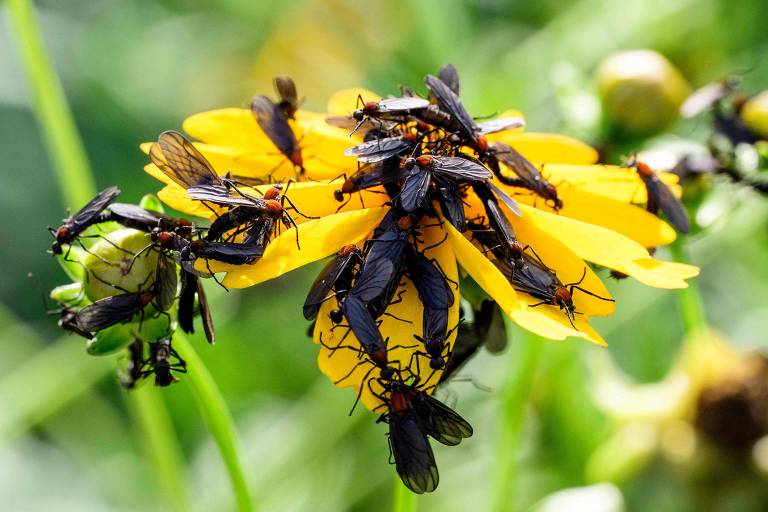 Uma flor amarela está coberta por vários insetos, incluindo besouros e outros tipos de insetos voadores. Os insetos estão agrupados em grande número, com algumas partes da flor visíveis entre eles. O fundo é verde, sugerindo um ambiente natural.