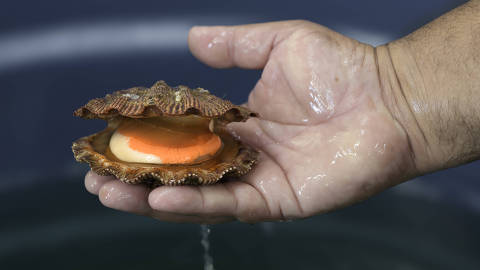 Laboratório do IED-BIG, em Angra dos Reis, produz sementes de vieiras. Município tenta retomar atividade após mortandade na baía da Ilha Grande.