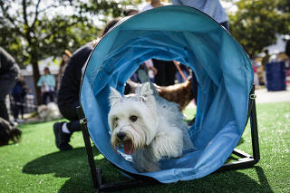 FESTIVAL PET