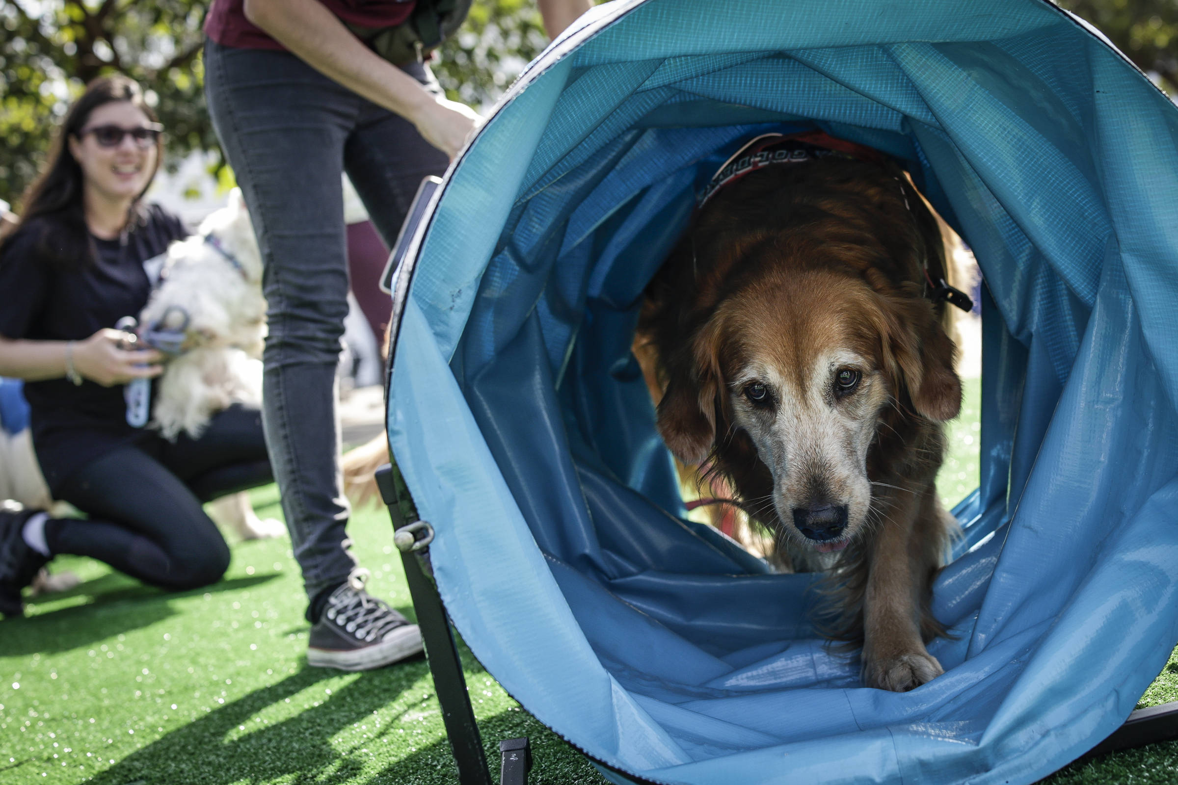 Cães ajudam as pessoas a regular o estresse mais do que o esperado, diz pesquisa