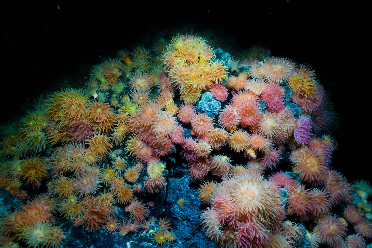Sob pressão de decisão de Trump, países voltam a discutir mineração do fundo do mar