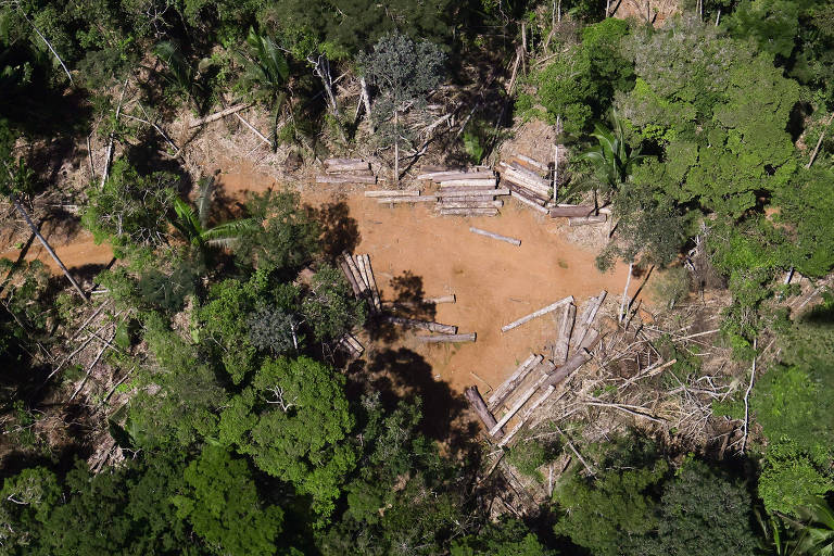 Madeireiros ilegais lucram com projetos de crédito de carbono na amazônia