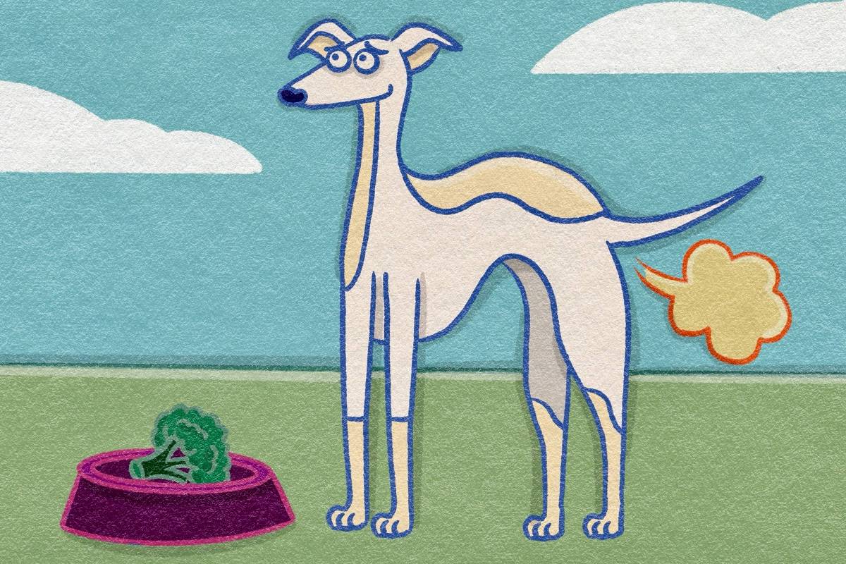 Por que algumas pessoas têm mais gases? Entenda o que eles revelam sobre sua saúde intestinal