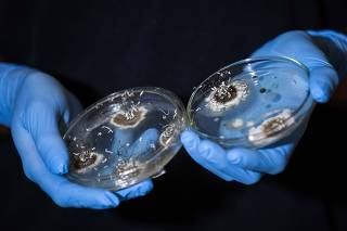 LIQUENS FLOURESCENTES E COGUMELOS BIOLUMINESCENTES