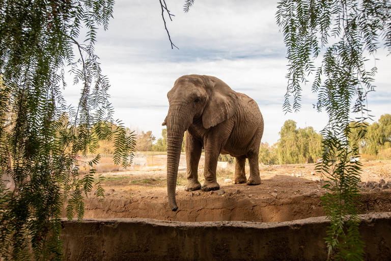 Um elefante está em pé em uma área elevada, cercado por vegetação. O fundo mostra uma paisagem com árvores e um céu nublado. O elefante tem uma pele cinza e apresenta características típicas da espécie, como grandes orelhas e uma tromba longa.