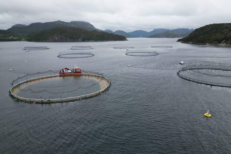 Salmão selvagem da Noruega está em lenta morte devido à aquicultura