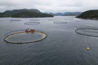 The long slow death of Norway's wild salmon