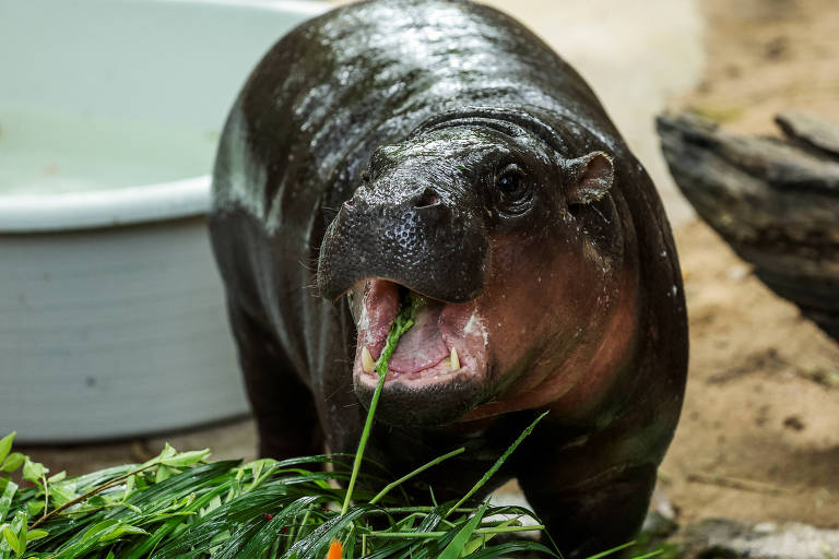 Um hipopótamo-pigmeu está em um ambiente natural, comendo folhas verdes. O animal tem uma pele brilhante e molhada, e está em uma posição que mostra sua boca aberta, enquanto mastiga. Ao fundo, há um recipiente com água e algumas pedras.