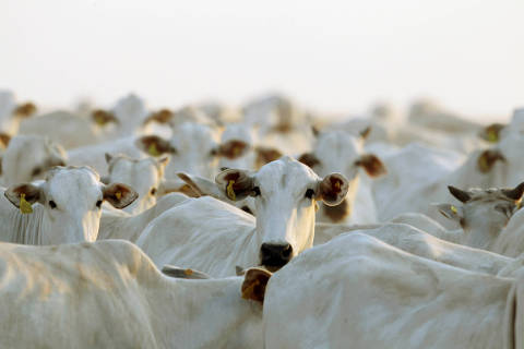 FILE PHOTO: Cattle are seen at feedlot at Falavinha integrated farm in Deciolandia, in the central Brazilian state of Mato Grosso September 7, 2011.   REUTERS/Paulo Whitaker/File Photo ORG XMIT: FW1