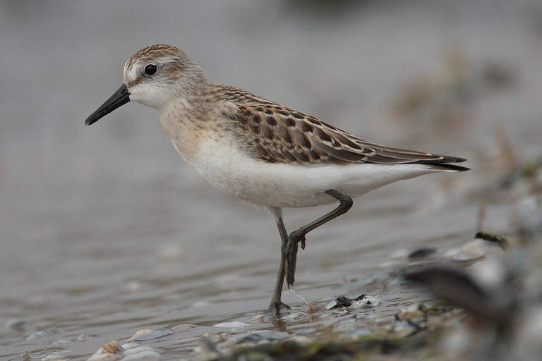 Avanço do mar na costa da amazônia reduz habitat para aves migratórias, mostra pesquisa