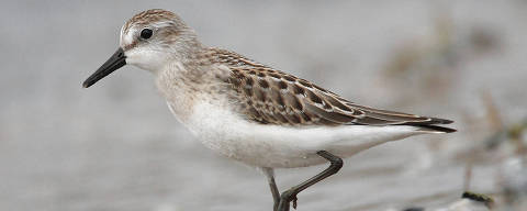 Pássaro maçarico-rasteirinho (Calidris pusilla.Crédito:  Wikimedia Commons DIREITOS RESERVADOS. NÃO PUBLICAR SEM AUTORIZAÇÃO DO DETENTOR DOS DIREITOS AUTORAIS E DE IMAGEM