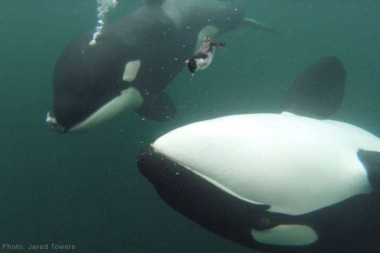 A imagem mostra duas orcas nadando submersas em águas escuras. Bolhas de ar estão subindo na água ao redor delas, e um pequeno animal marinho pode ser visto flutuando entre as orcas.