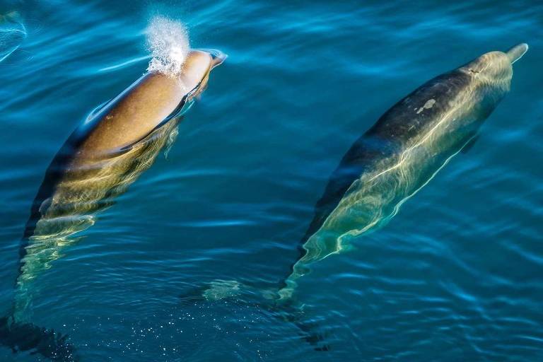 Como barulho humano alcança o fundo do mar e põe animais em risco: 'golfinhos gritando' e 'baleias encalhadas'