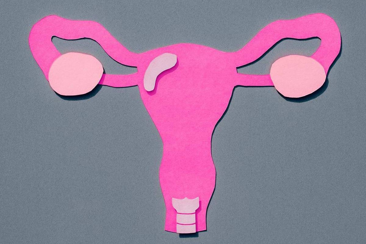 A surpreendente mobilidade do útero e por que ela é fundamental para o sistema reprodutor feminino