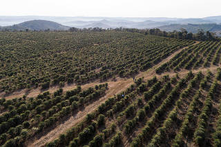 Lavoura de café na Chapada de Minas