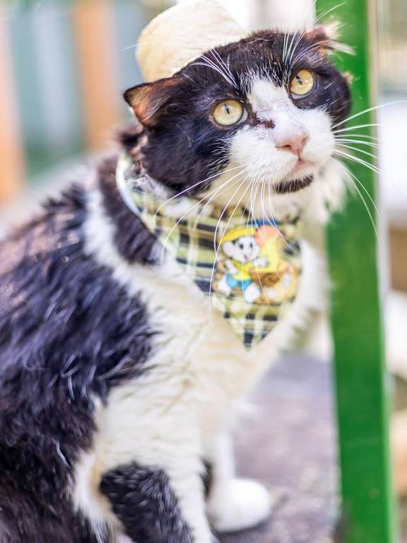 Um gato preto e branco está posando com um chapéu claro e um lenço xadrez ao redor do pescoço. O gato tem olhos grandes e expressivos, e está em um ambiente ao ar livre, com uma estrutura verde ao fundo.