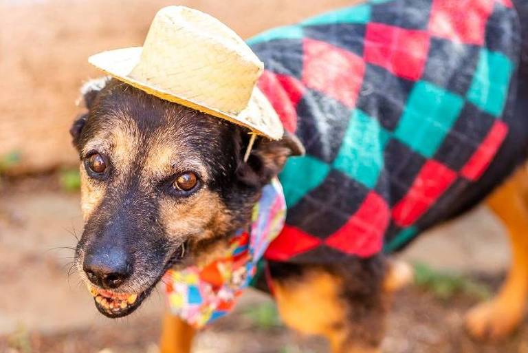Um cachorro de pelagem preta e marrom está posando em um ambiente externo. Ele usa um chapéu de palha e uma roupa colorida com um padrão quadriculado em verde, vermelho e preto. O cachorro parece estar em um terreno de terra com algumas plantas ao redor.