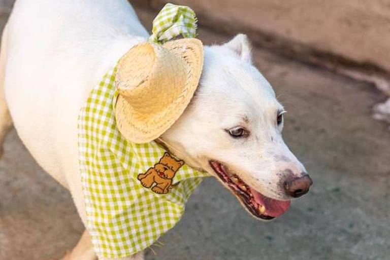 Um cachorro branco está caminhando em uma superfície de concreto. Ele usa um lenço xadrez verde e amarelo ao redor do pescoço e um chapéu de palha. O ambiente é urbano, com uma grade verde ao fundo.