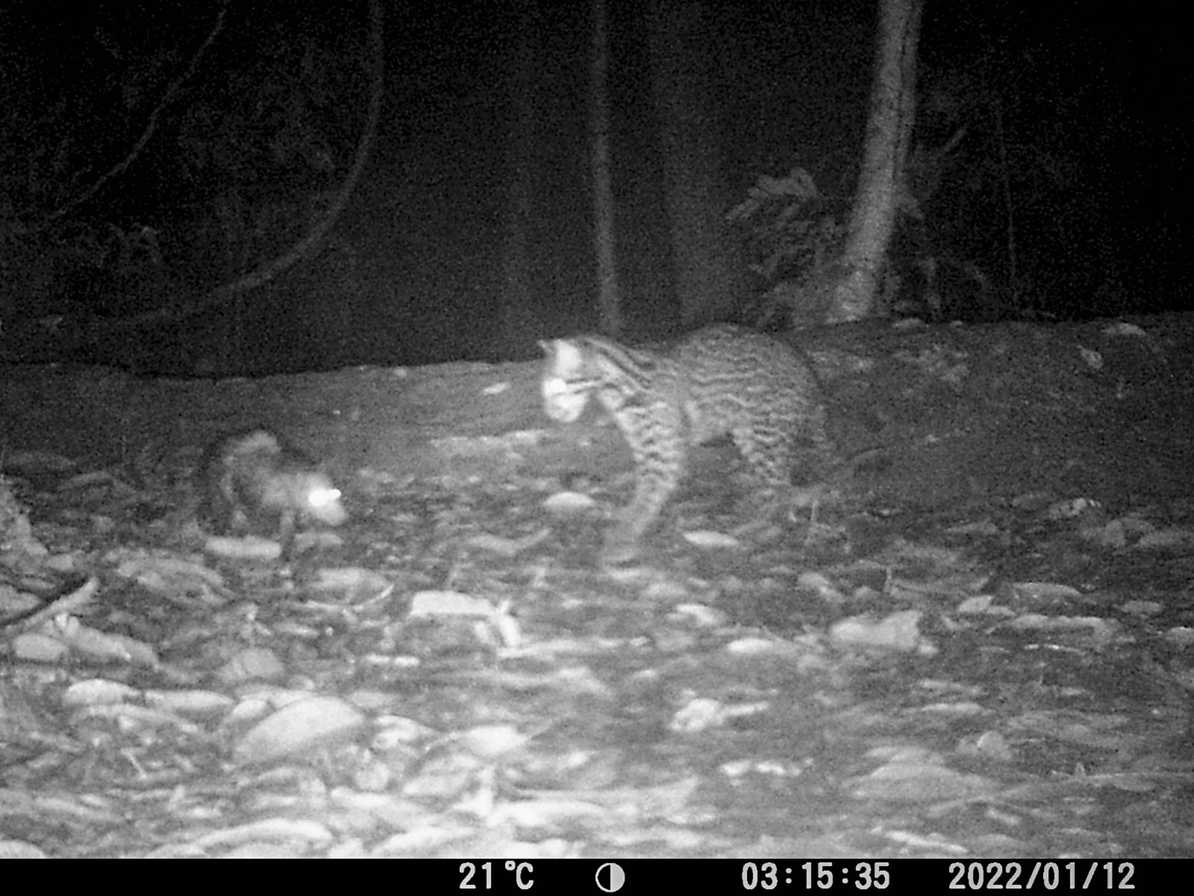 Vídeo mostra jaguatirica e gambá, geralmente predador e presa, convivendo na Amazônia