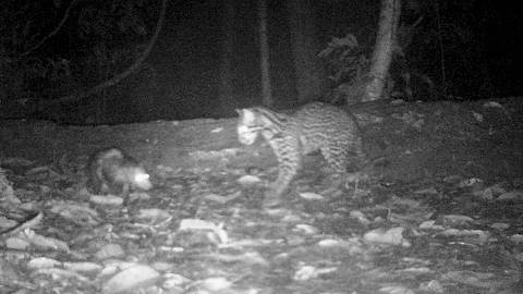 A frame from a video provided by Nadine Holmes shows an ocelot and an opossum together in the Amazon. Scientists are trying to understand footage that showed ocelots and opossums, usually predator and prey, hanging out together. (Nadine Holmes via The New York Times) ? NO SALES; FOR EDITORIAL USE ONLY WITH NYT STORY SLUGGED OCELOTS OPOSSUMS BY CLARISSA BRINCAT FOR JULY 15, 2025. ALL OTHER USE PROHIBITED. ? ORG XMIT: XNYT0718 DIREITOS RESERVADOS. NÃO PUBLICAR SEM AUTORIZAÇÃO DO DETENTOR DOS DIREITOS AUTORAIS E DE IMAGEM