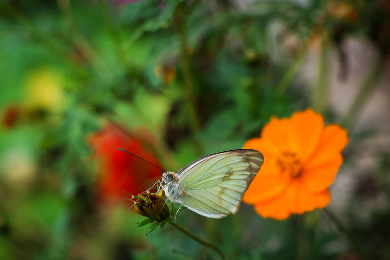 A imagem mostra uma borboleta de cor clara pousada em um botão de flor, com pétalas de uma flor laranja ao fundo. O ambiente é natural, com vegetação verde ao redor.