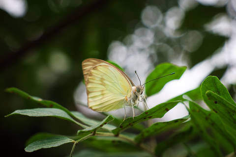 https://f.i.uol.com.br/fotografia/2025/07/16/1752696992687808a05e8de_1752696992_3x2_th.jpg