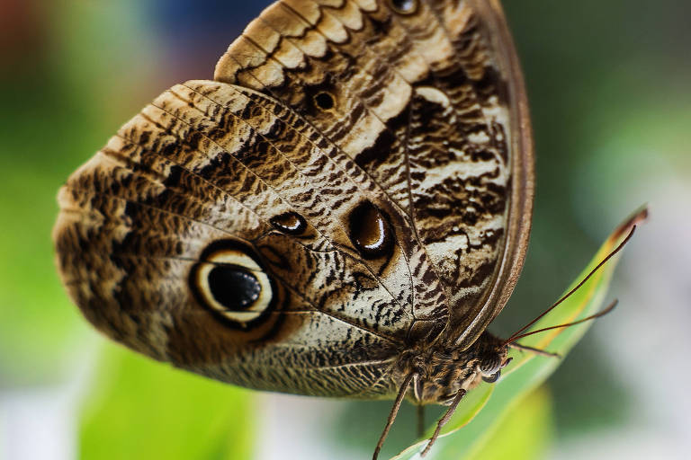 A imagem mostra uma borboleta pousada em uma folha verde. A borboleta tem asas em tons de marrom com padrões que incluem manchas e listras. O fundo é desfocado, sugerindo um ambiente natural.
