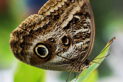 https://f.i.uol.com.br/fotografia/2025/07/16/1752697030687808c69bc0d_1752697030_3x2_th.jpg