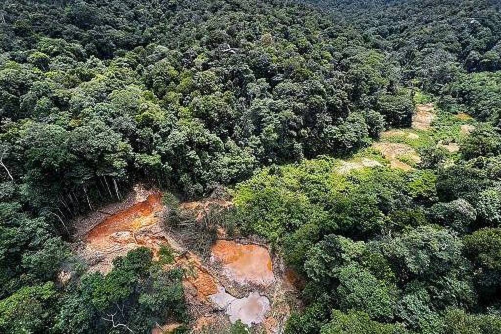 Como a degradação da Amazônia aumenta o risco de novas pandemias