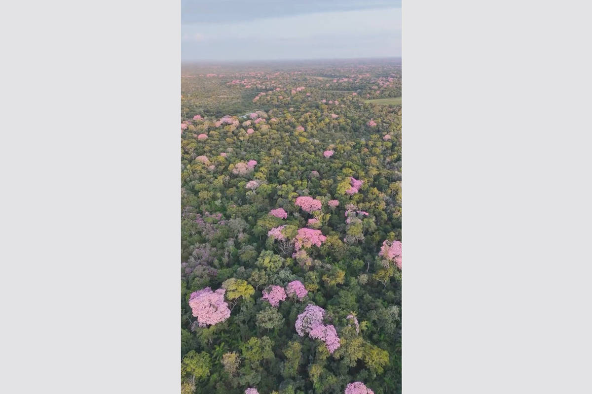 Florada de ipês-rosa transforma paisagem do pantanal durante estiagem; veja vídeo