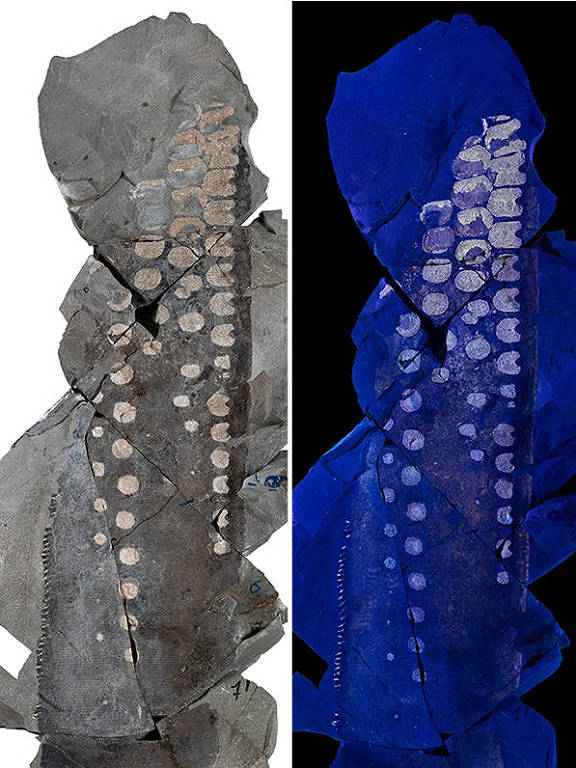 A imagem apresenta três seções de um espécime de peixe pré-histórico. A primeira seção à esquerda mostra a imagem original do peixe, com uma coloração escura e detalhes visíveis. A seção do meio utiliza uma coloração azulada, destacando as estruturas internas do peixe, como os ossos. A seção à direita é uma ilustração esquemática que rotula as partes do peixe, incluindo 'anterior', 'ossos', 'chondroderms' e 'pele', com uma escala de 10 cm na parte inferior. As seções demonstram diferentes aspectos do espécime, desde a aparência externa até a estrutura interna.